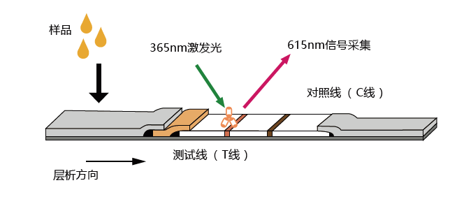 荧光试纸条