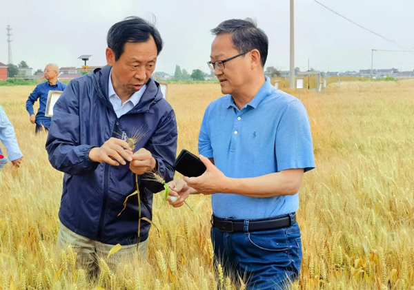 小麦全产业链绿色防控技术协同推广计划