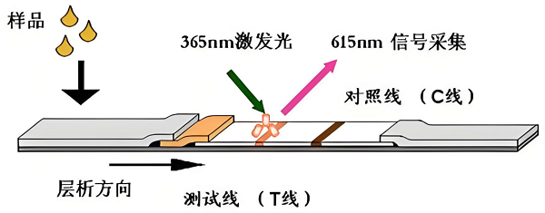 真菌毒素检测