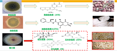 真菌毒素监管